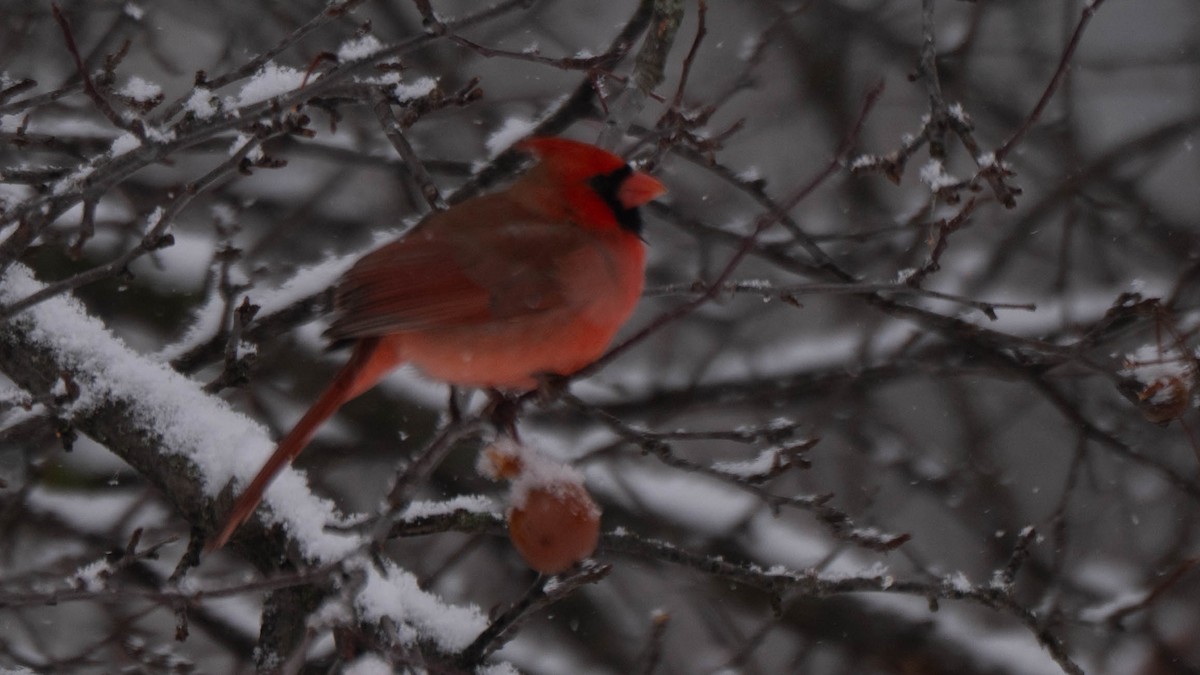 Cardenal Norteño - ML646941519