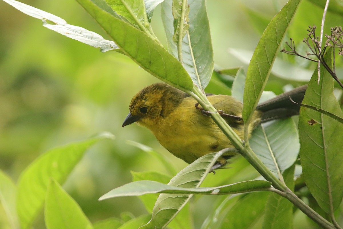 Yellow-headed Brushfinch - ML646941522