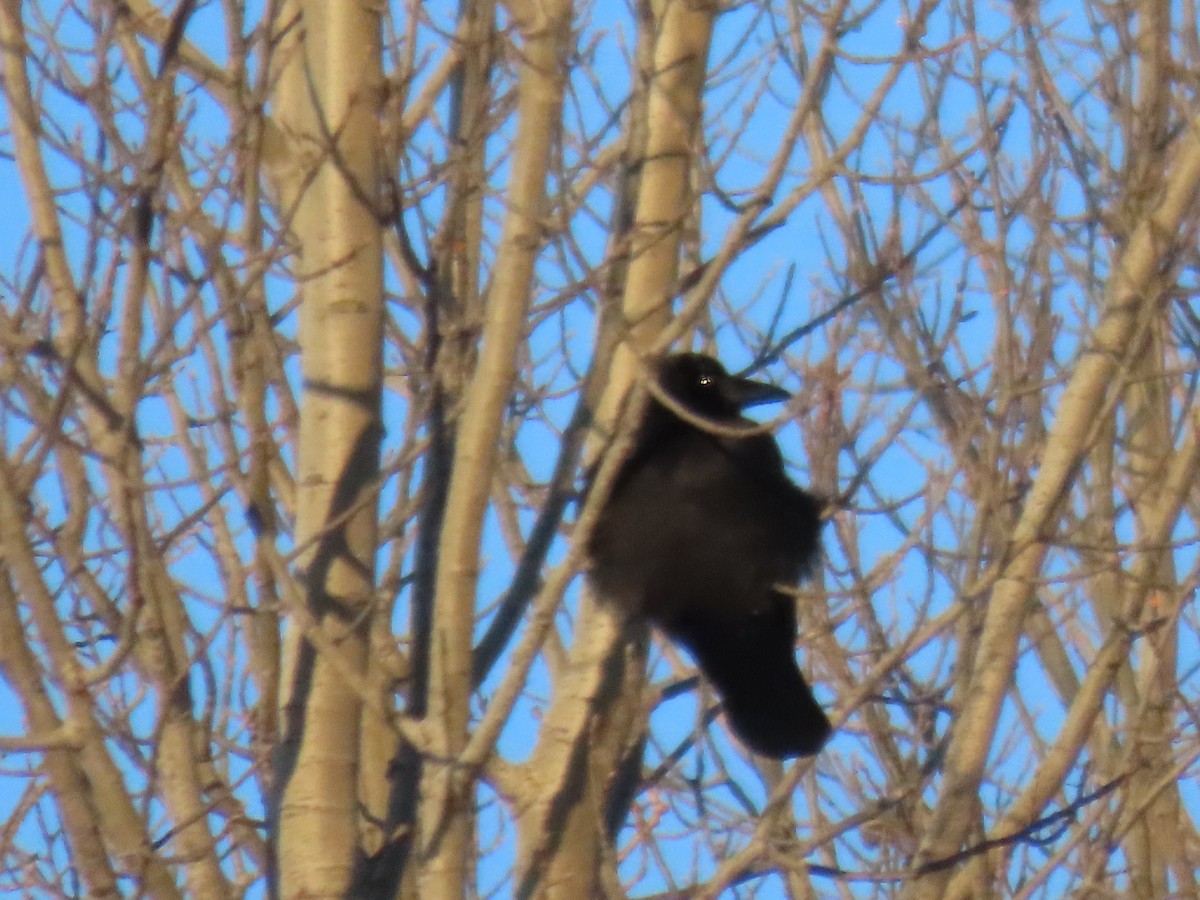 American Crow - ML646941523