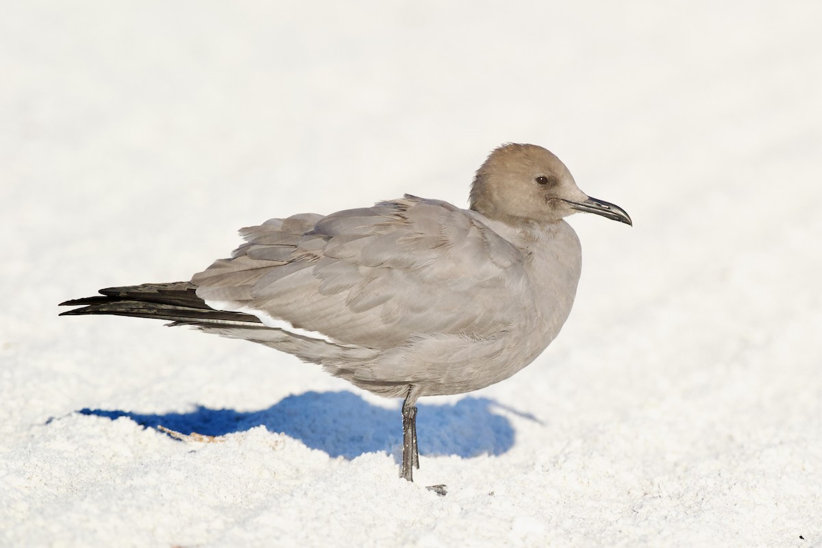 ハイイロカモメ - ML646941525