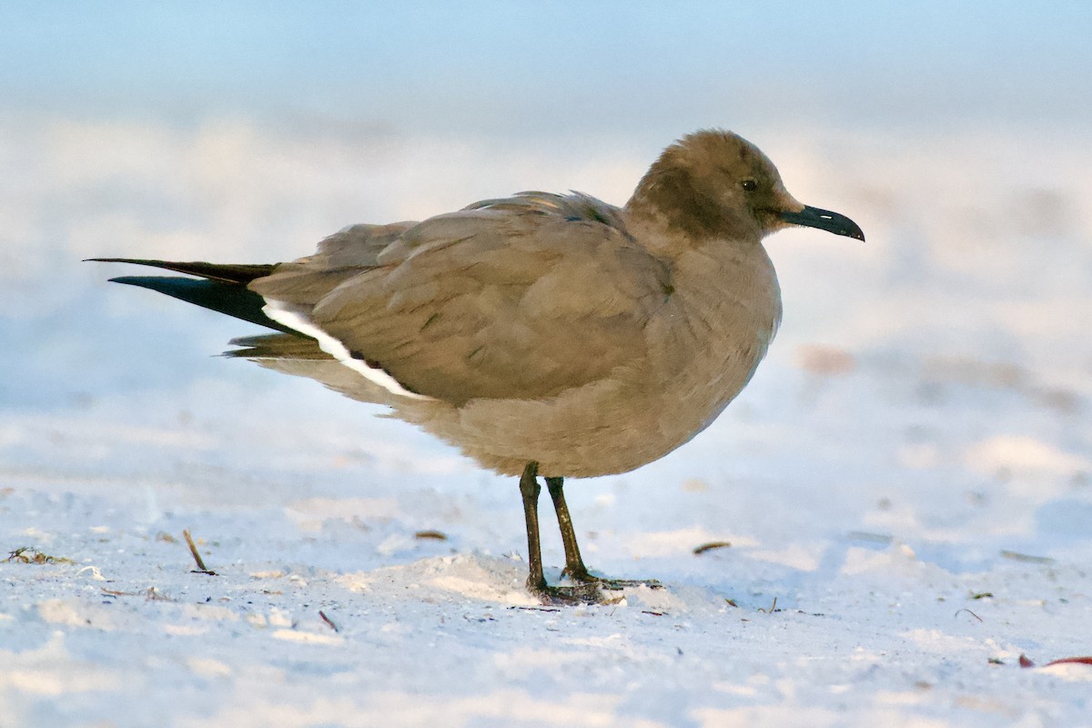 ハイイロカモメ - ML646941526