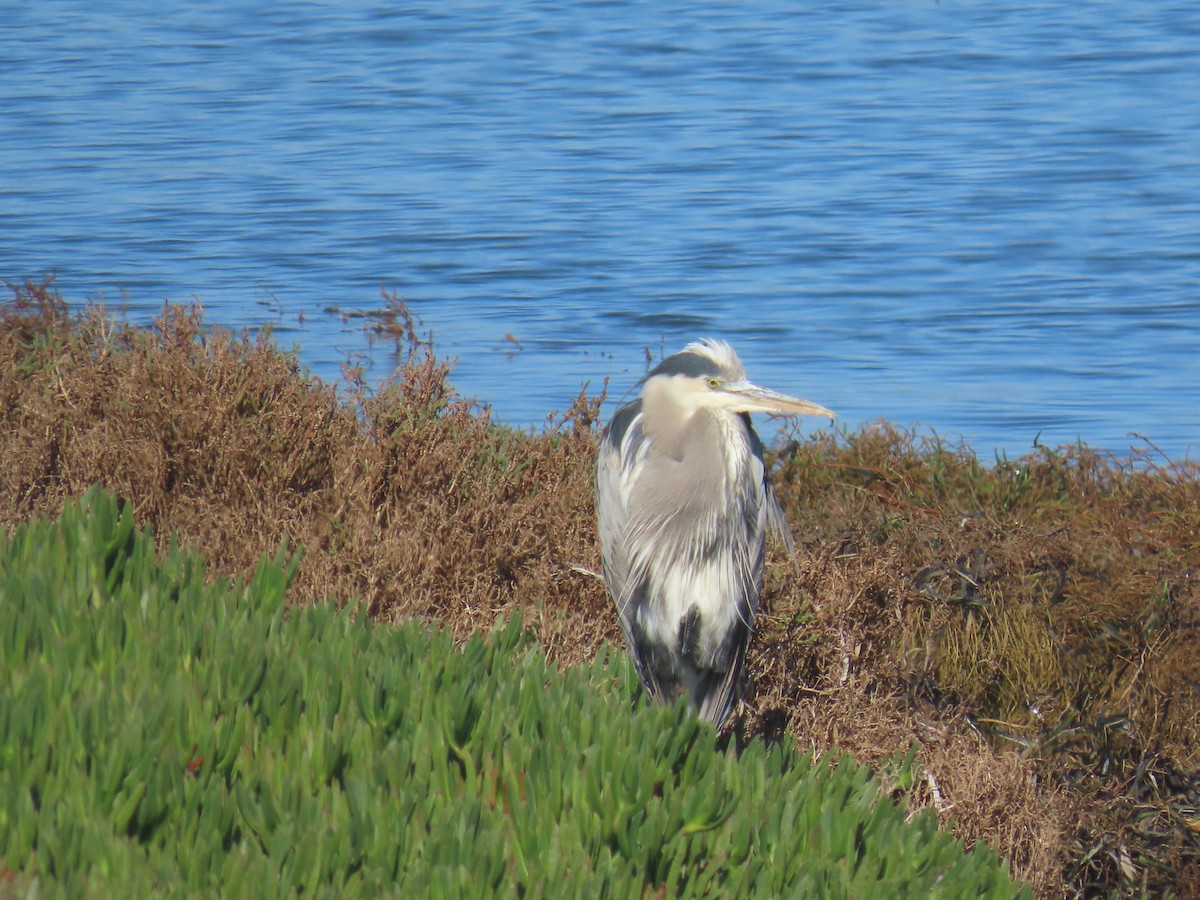 Great Blue Heron - ML646941530