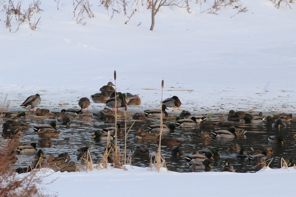 Mallard - ML646941531