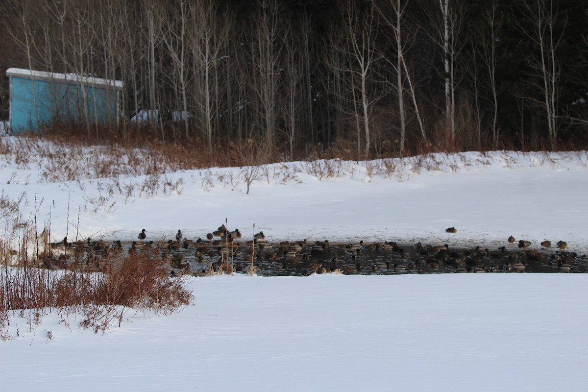 Mallard - ML646941532