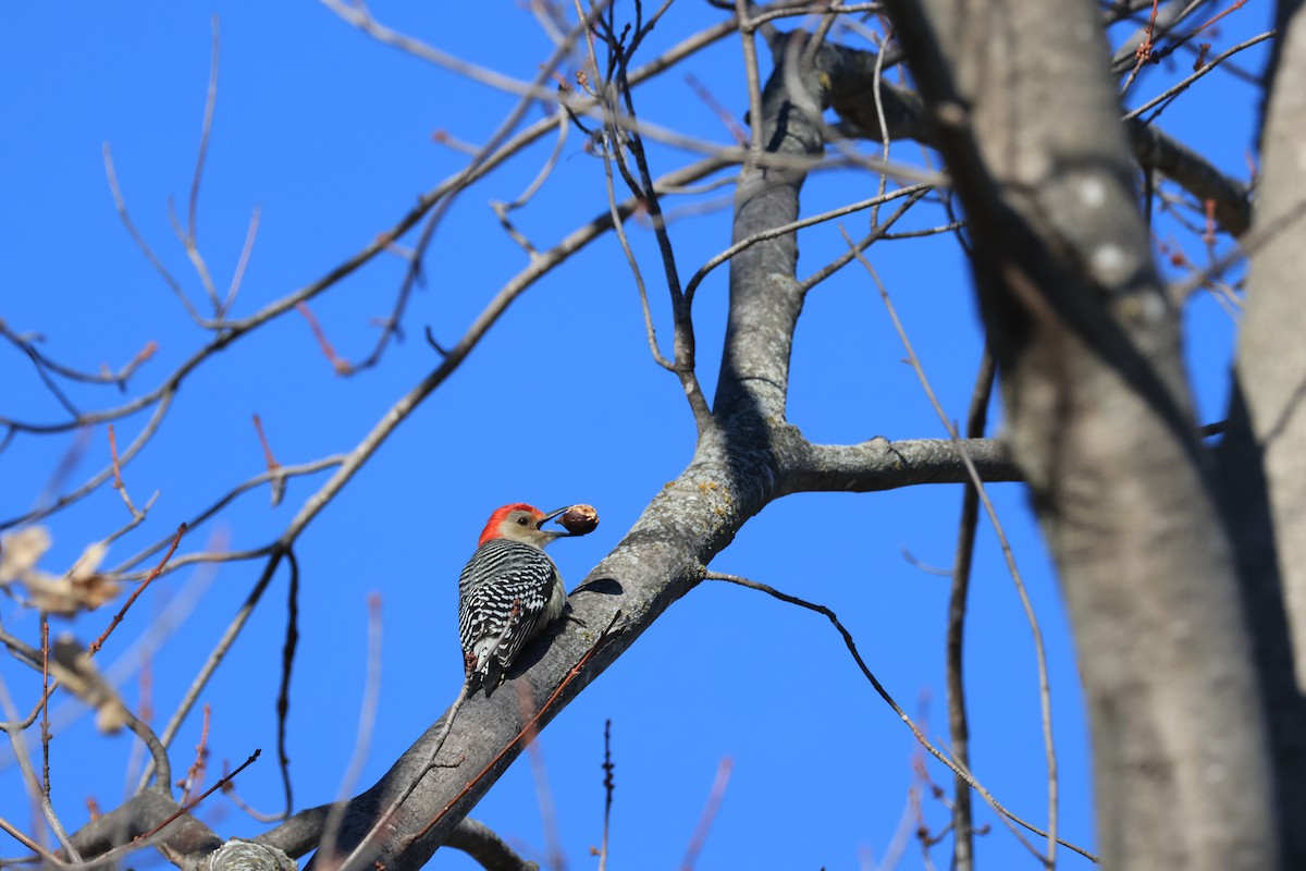 Red-bellied Woodpecker - ML646941533