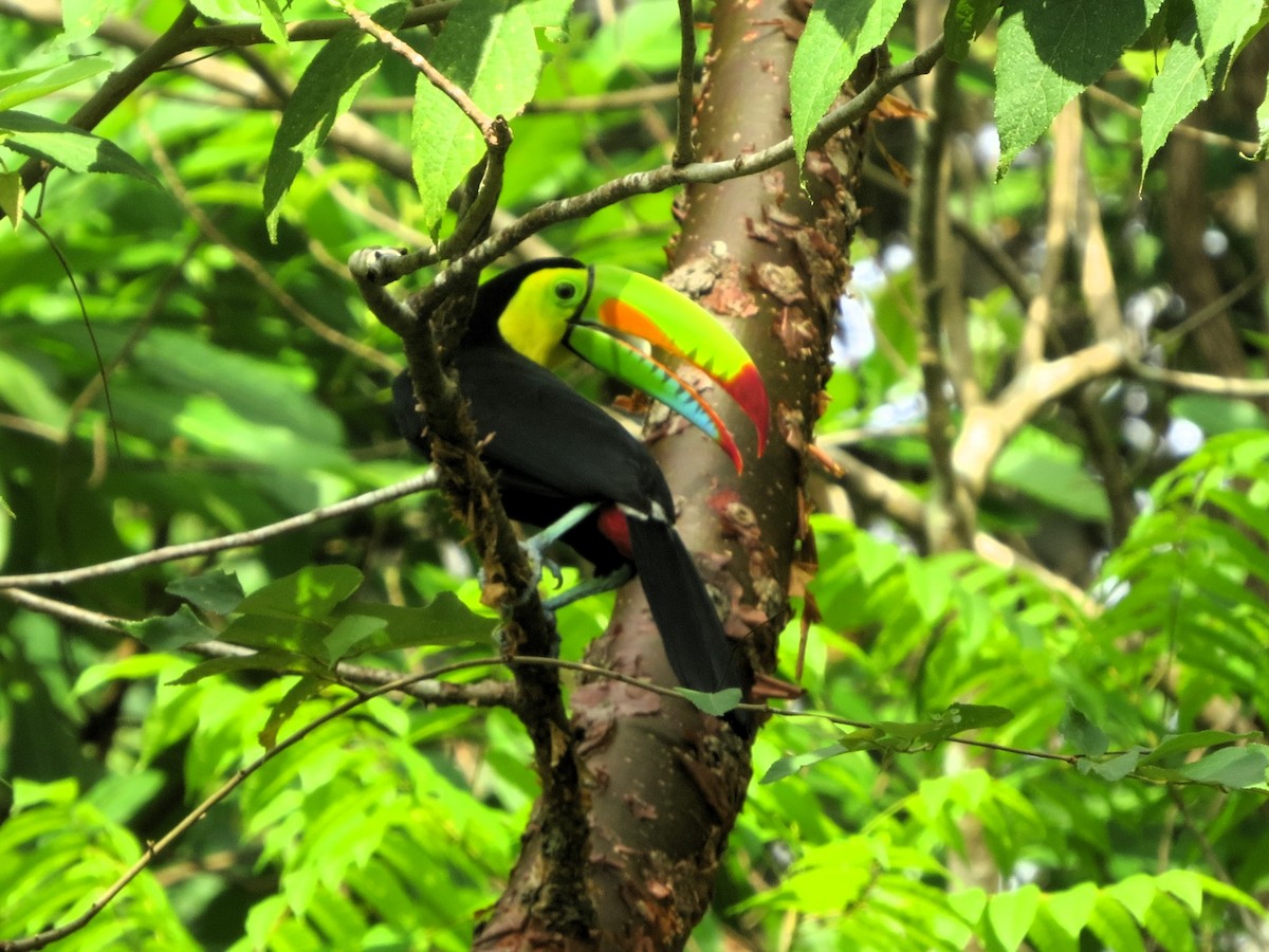 Радужный тукан - ML646941534