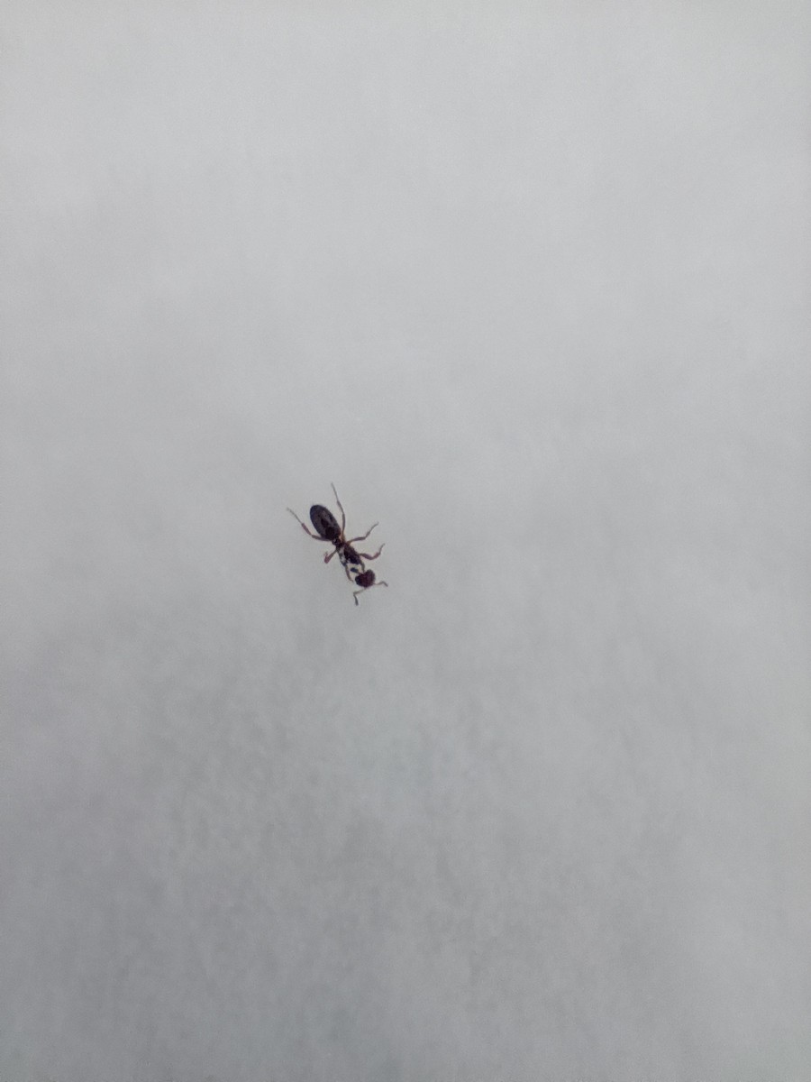 Insects - ML646941537