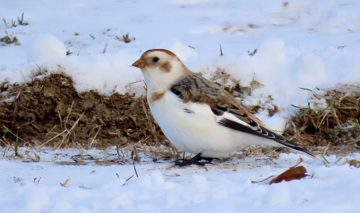 Snow Bunting - ML646941539