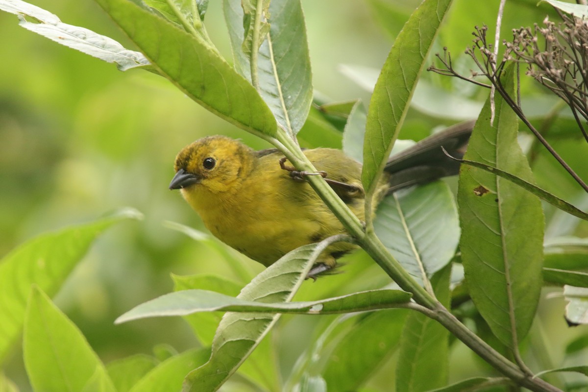 Yellow-headed Brushfinch - ML646941541
