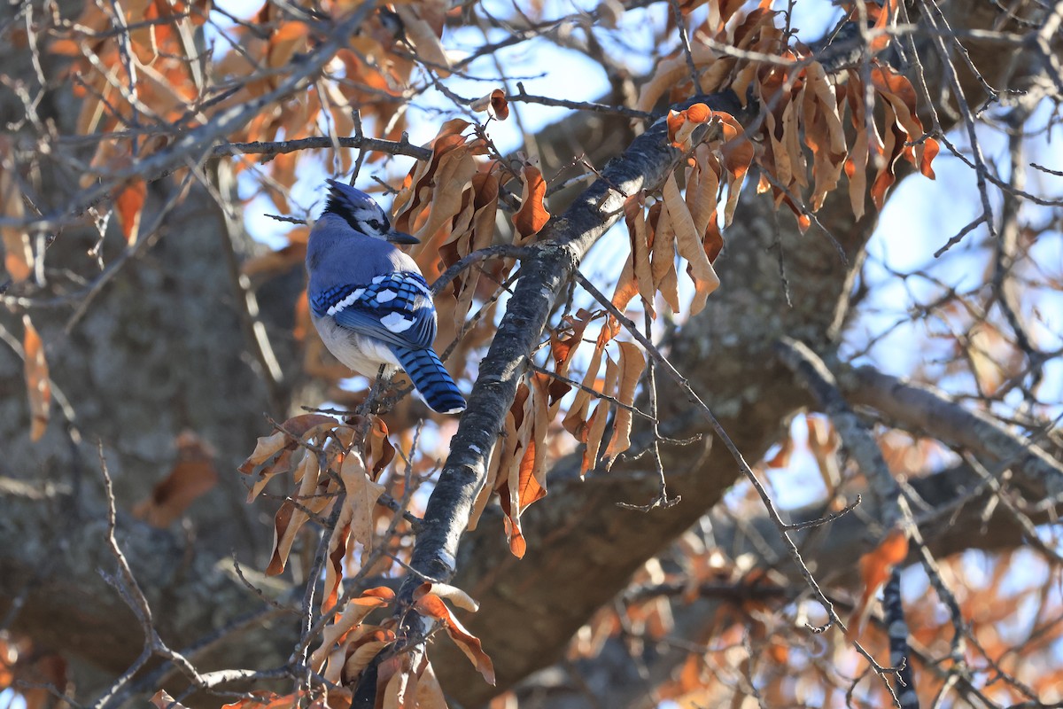 Blue Jay - ML646941544