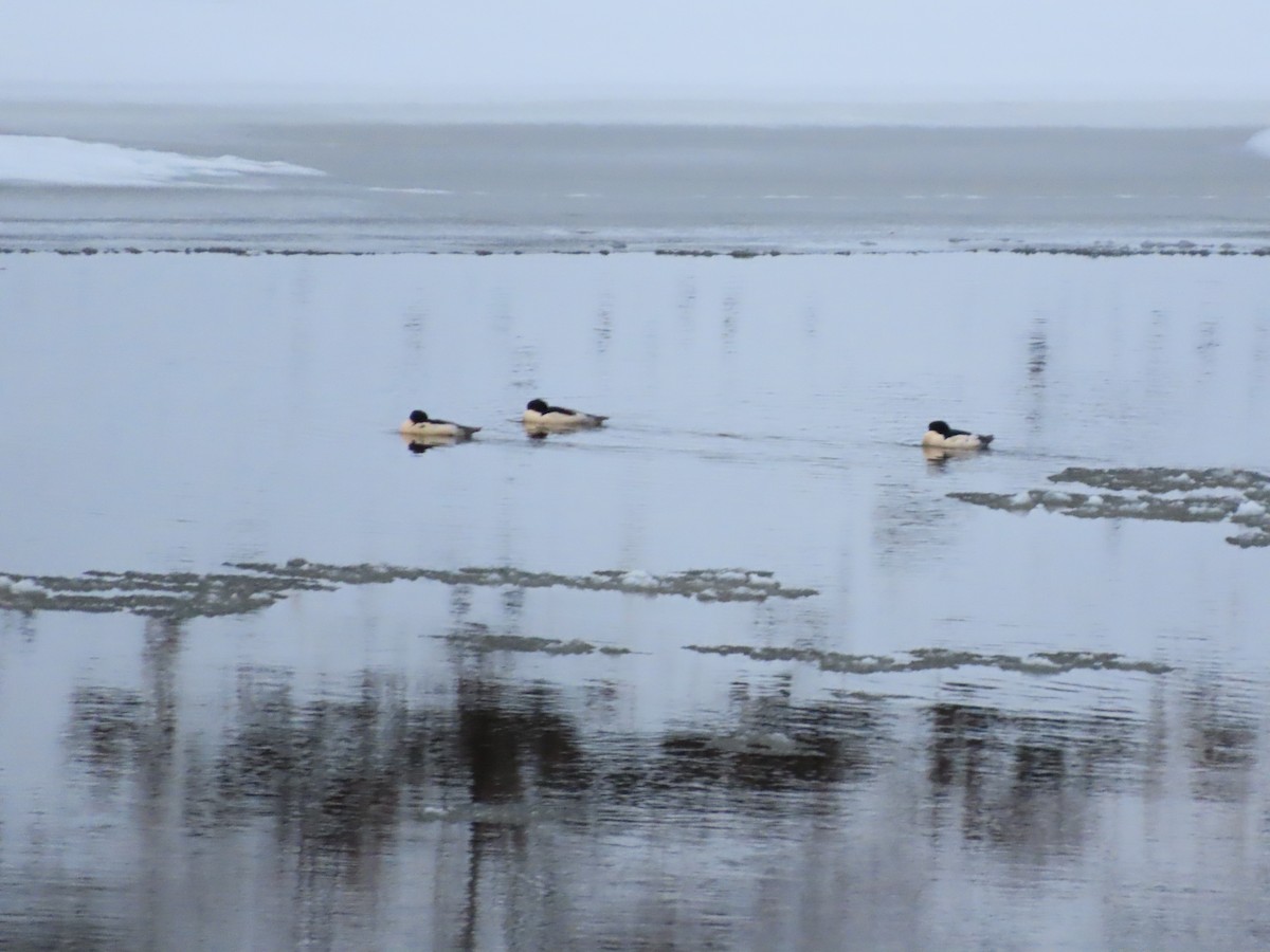 Smergo maggiore - ML646941562