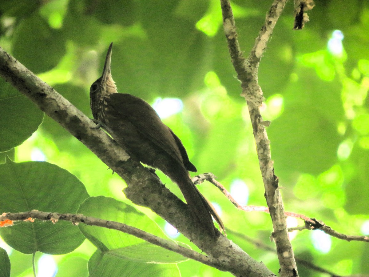 Мечеклювый древолаз - ML646941564