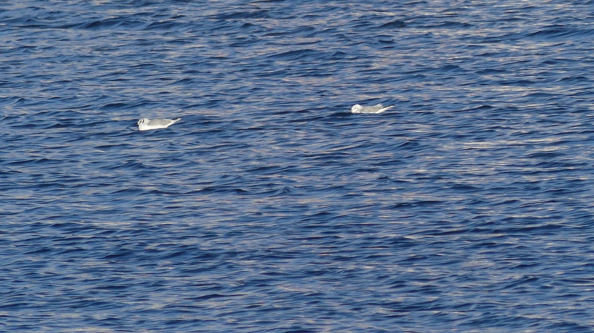 Bonaparte's Gull - ML646941565