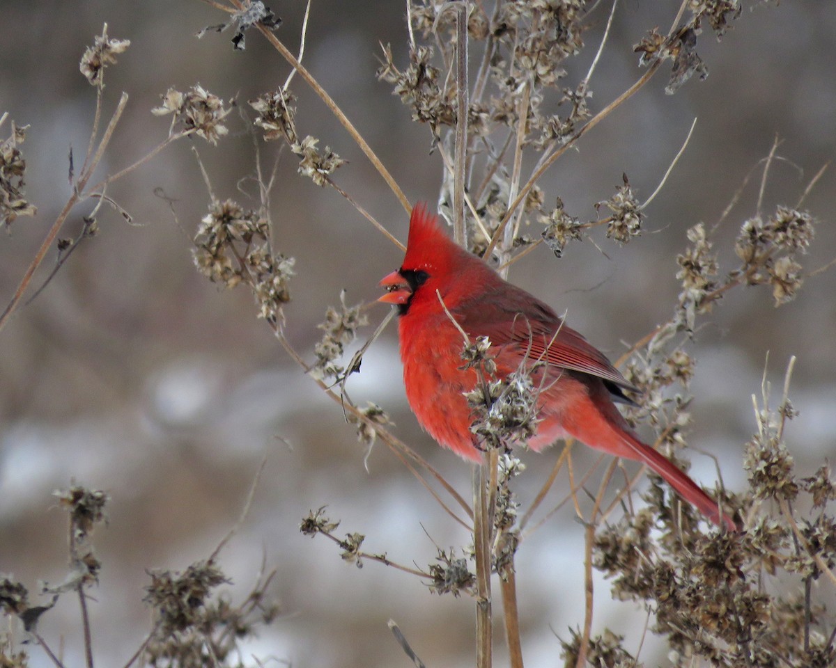 Northern Cardinal - ML646941566