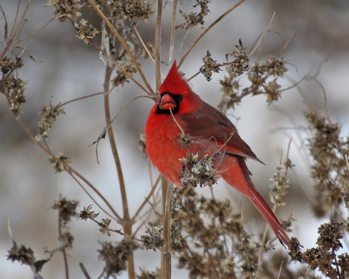 Northern Cardinal - ML646941567
