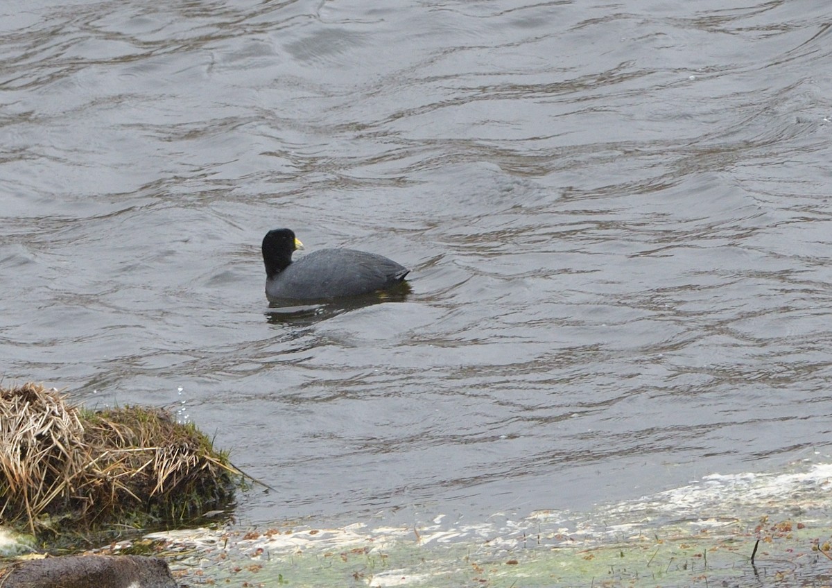 Slate-colored Coot - ML646941571