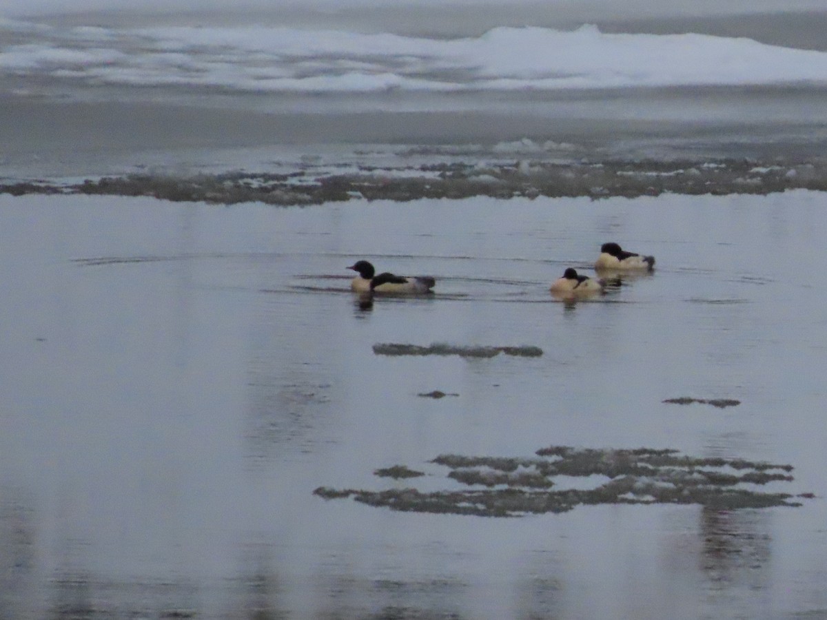 Smergo maggiore - ML646941572