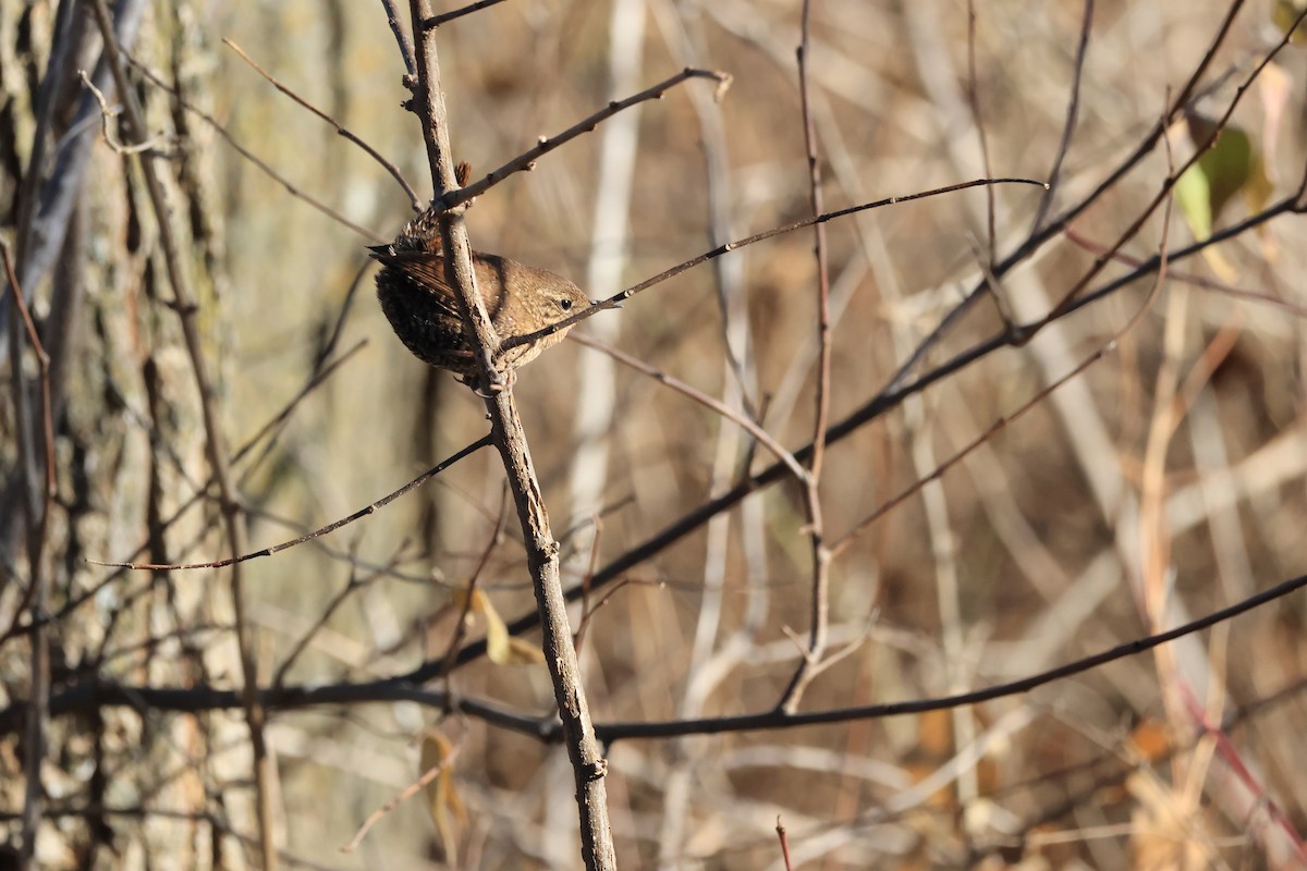 Winter Wren - ML646941574