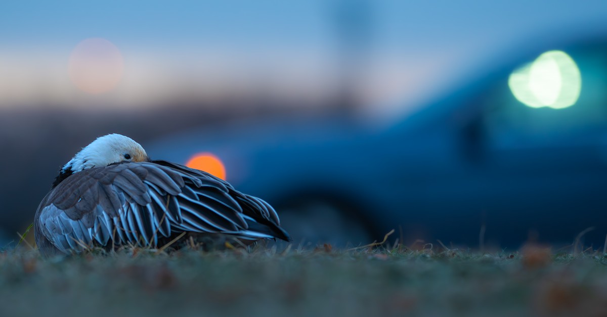 Snow Goose - ML646941577