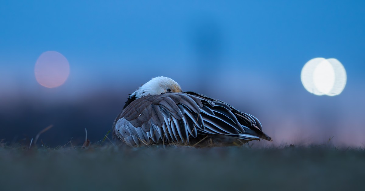 Snow Goose - ML646941578