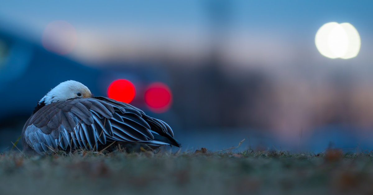 Snow Goose - ML646941579