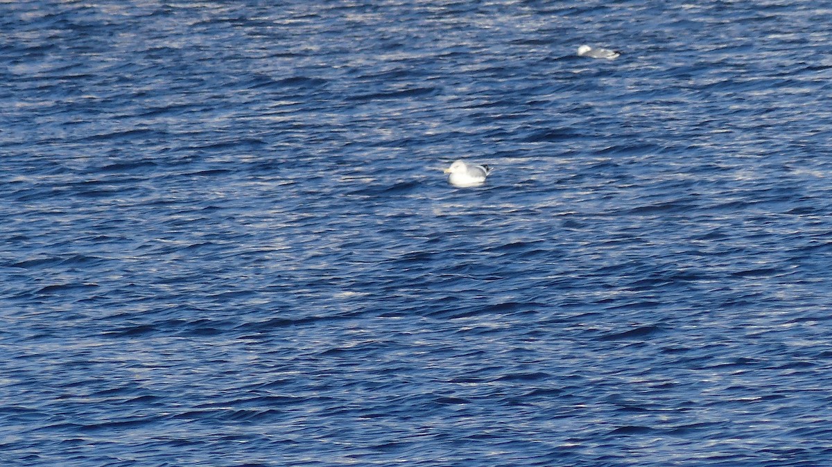 American Herring Gull - ML646941581