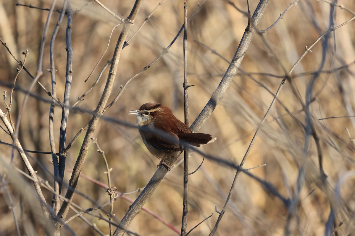 Carolina Wren - ML646941582