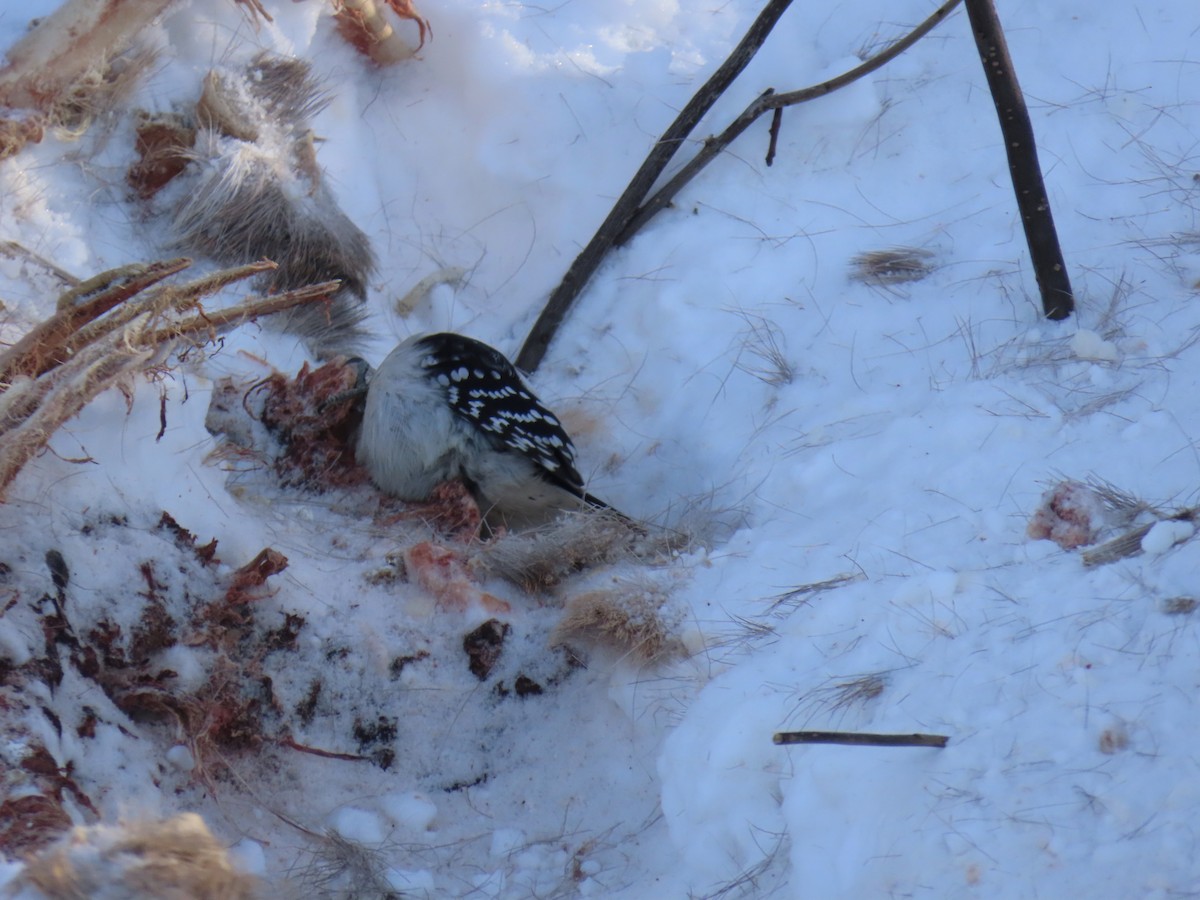 Downy Woodpecker - ML646941585