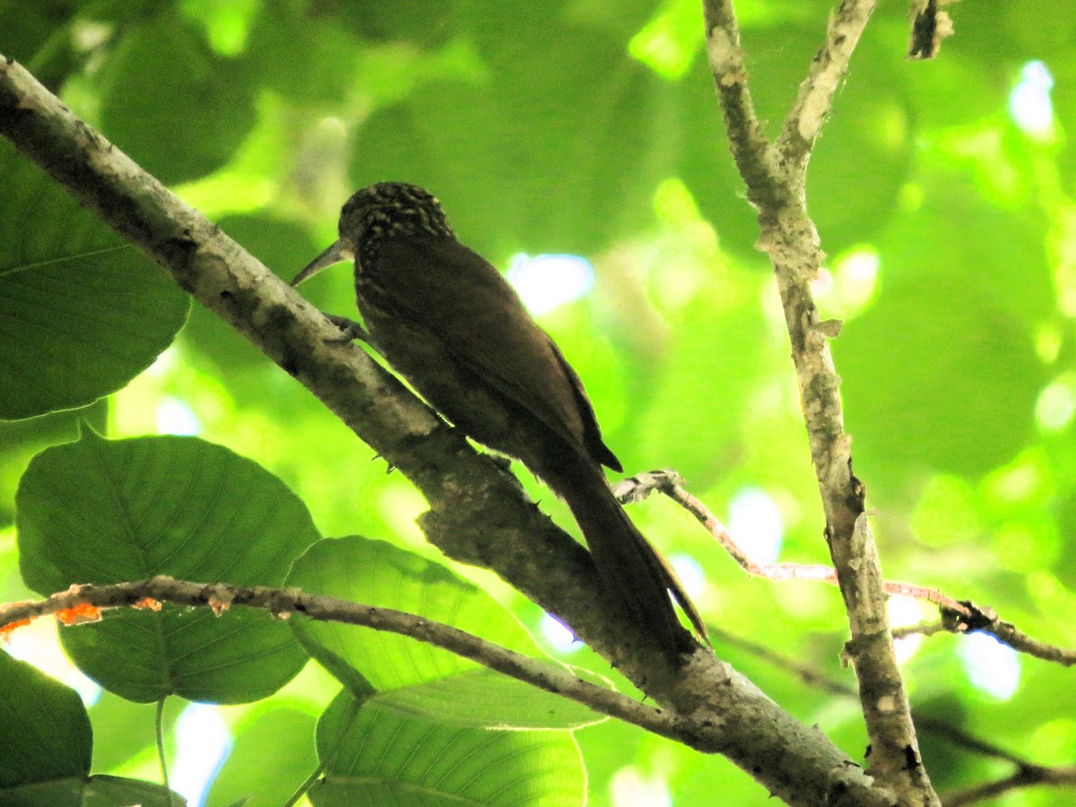 Мечеклювый древолаз - ML646941587