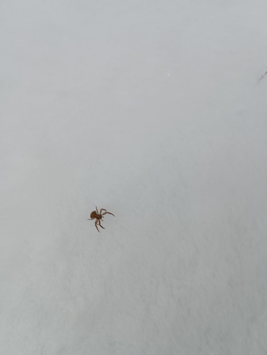 Arachnids - ML646941588