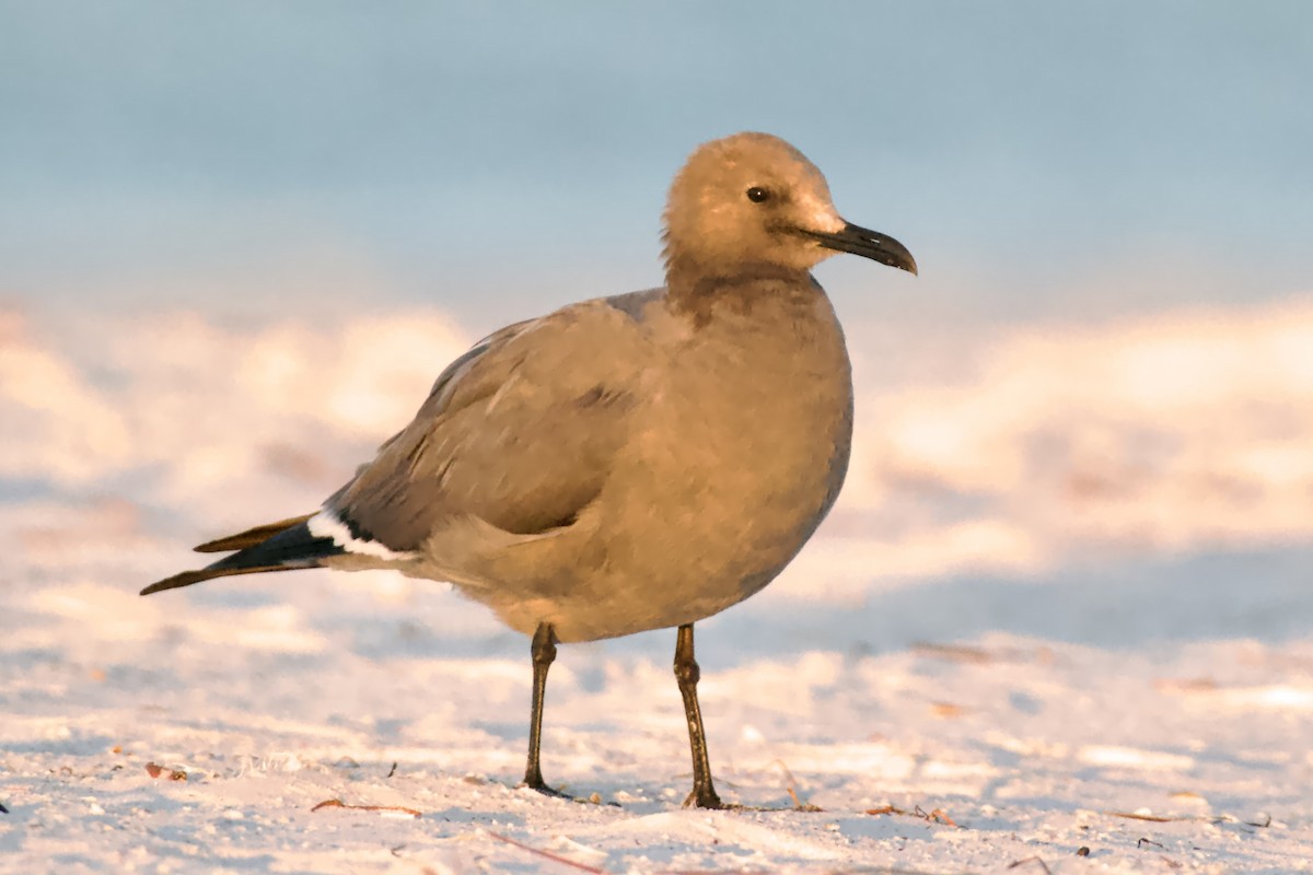 ハイイロカモメ - ML646941602