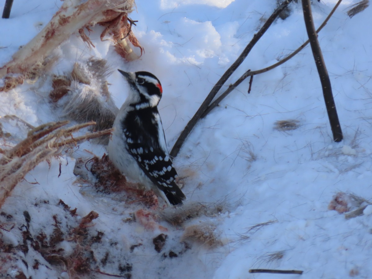 Downy Woodpecker - ML646941604