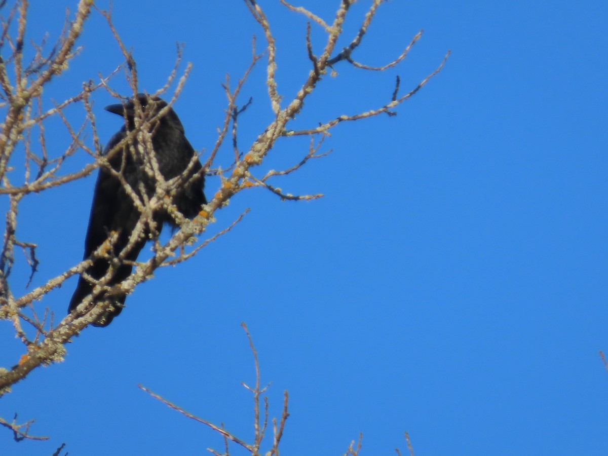 American Crow - ML646941611