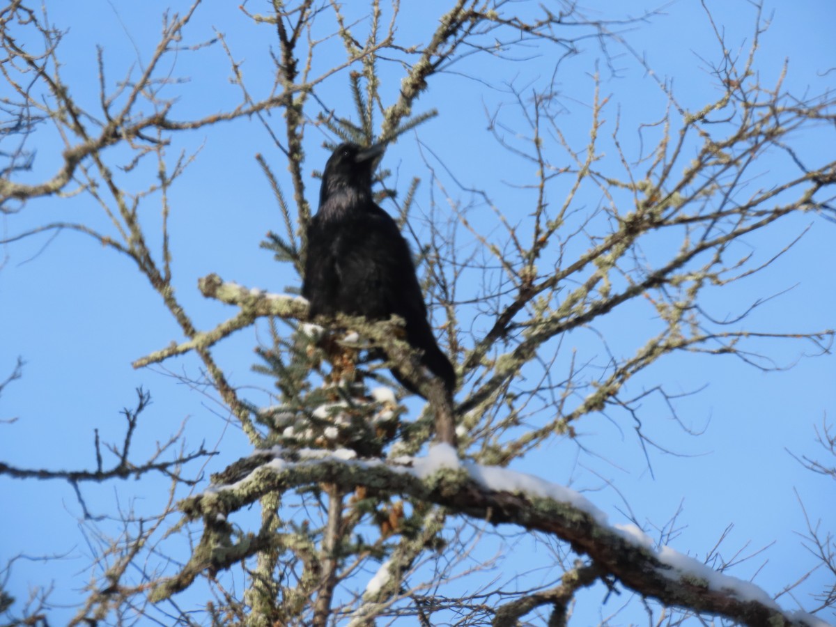 Erroi handia - ML646941621