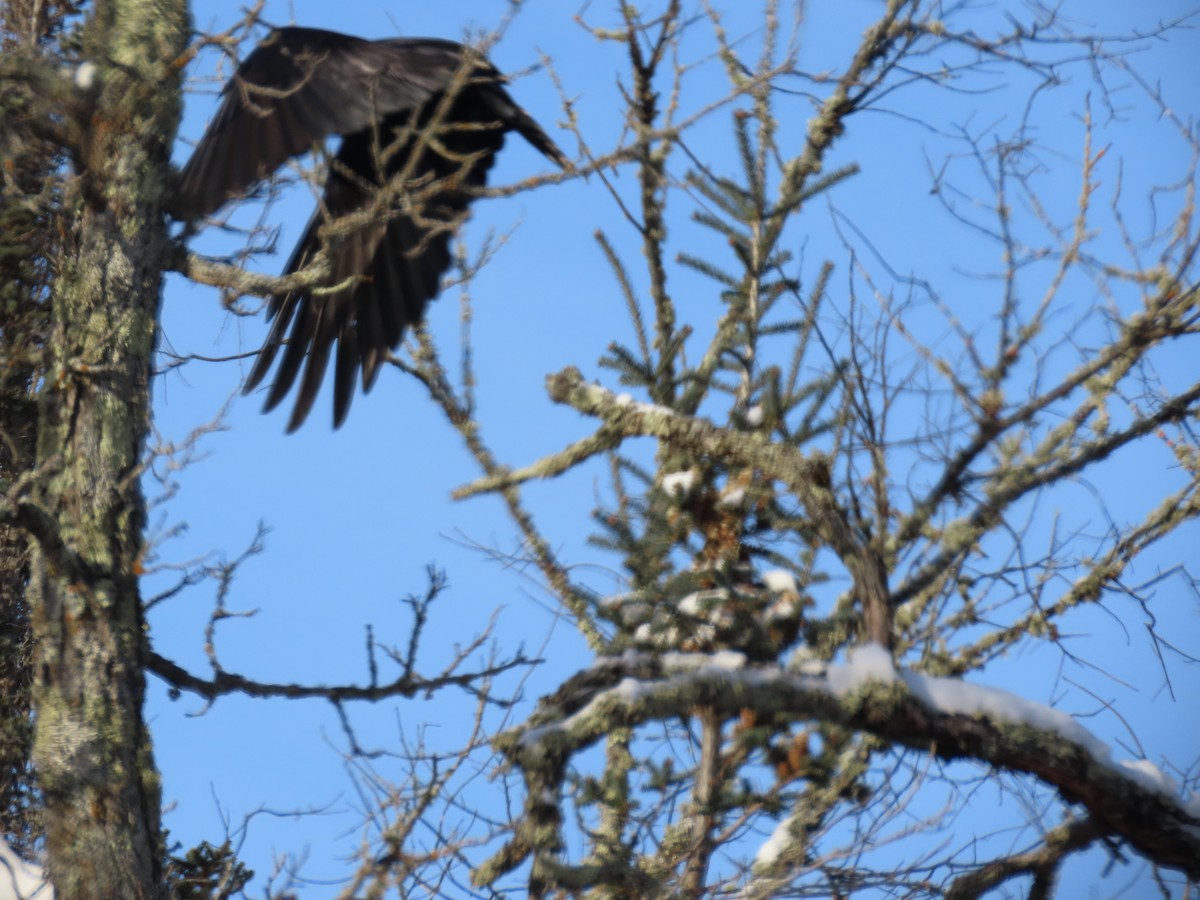 Erroi handia - ML646941622