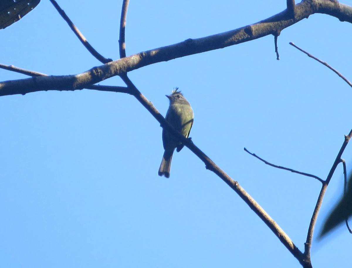 Корольковый москерито - ML646941624