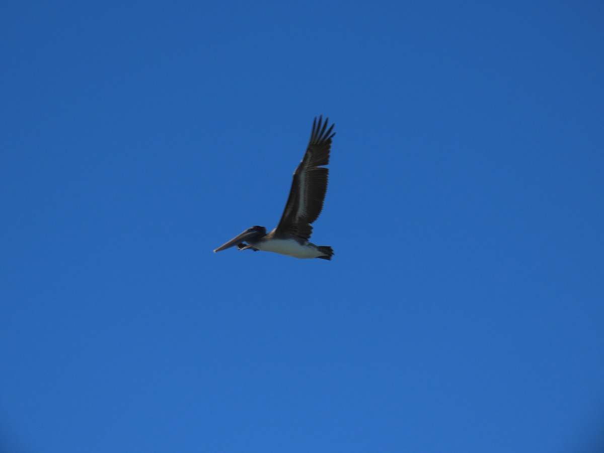 Brown Pelican - ML646941625
