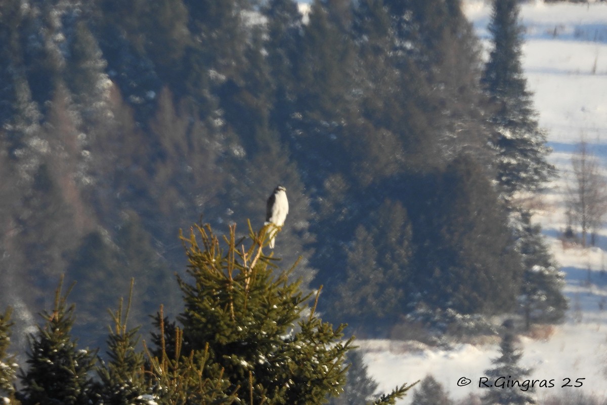 American Goshawk - ML646941626