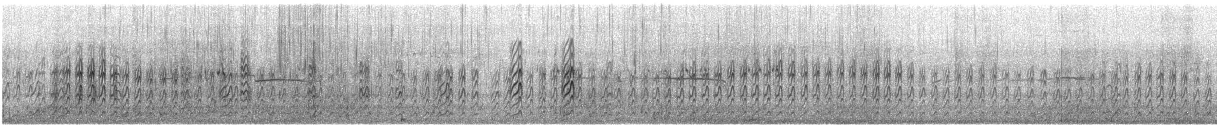 rybák australský - ML646941634