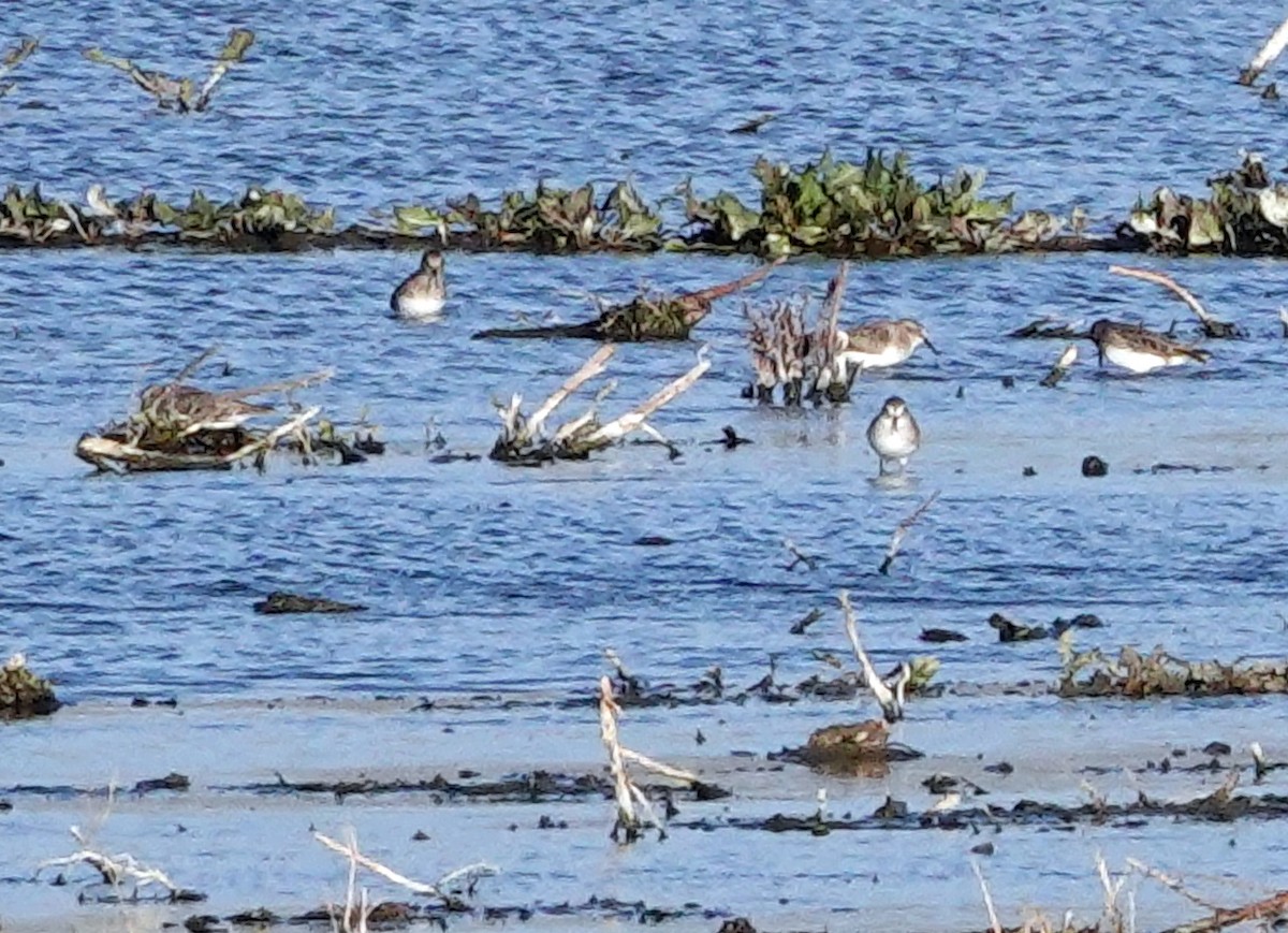 Wiesenstrandläufer - ML646941642