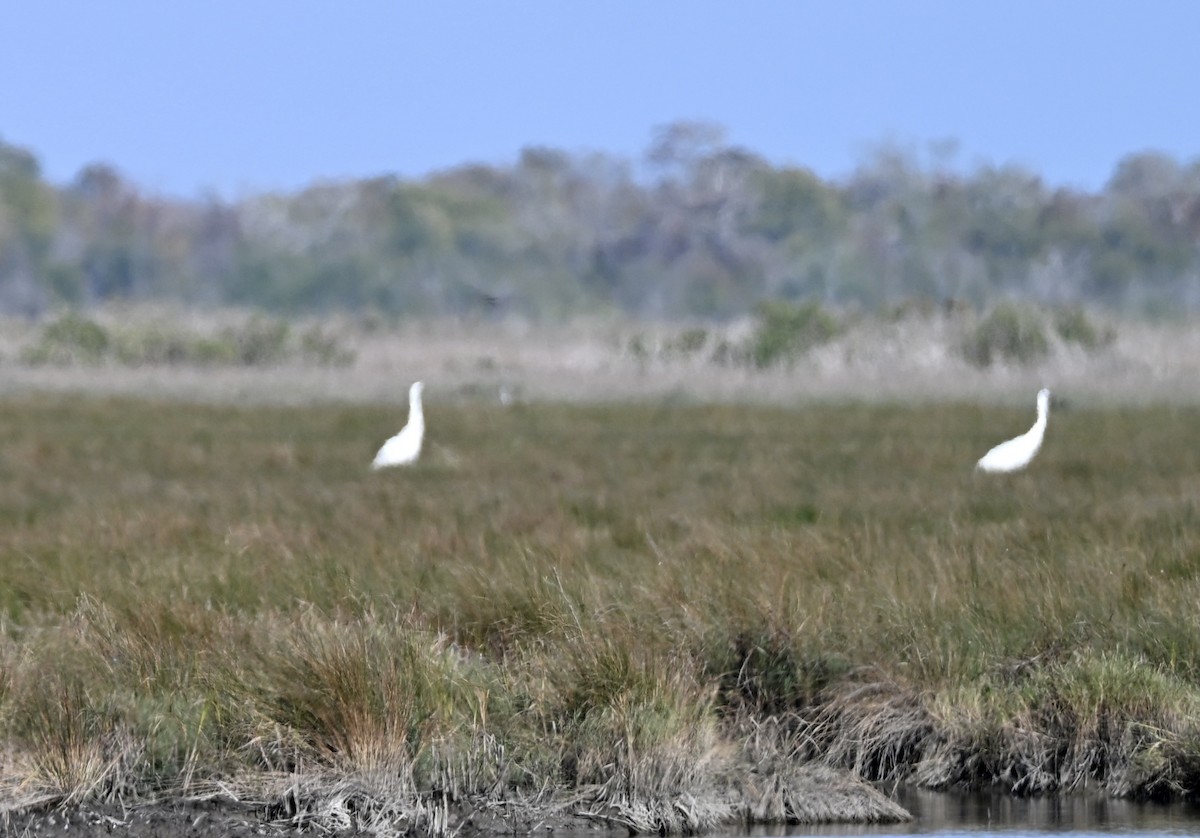 アメリカシロヅル - ML646941643