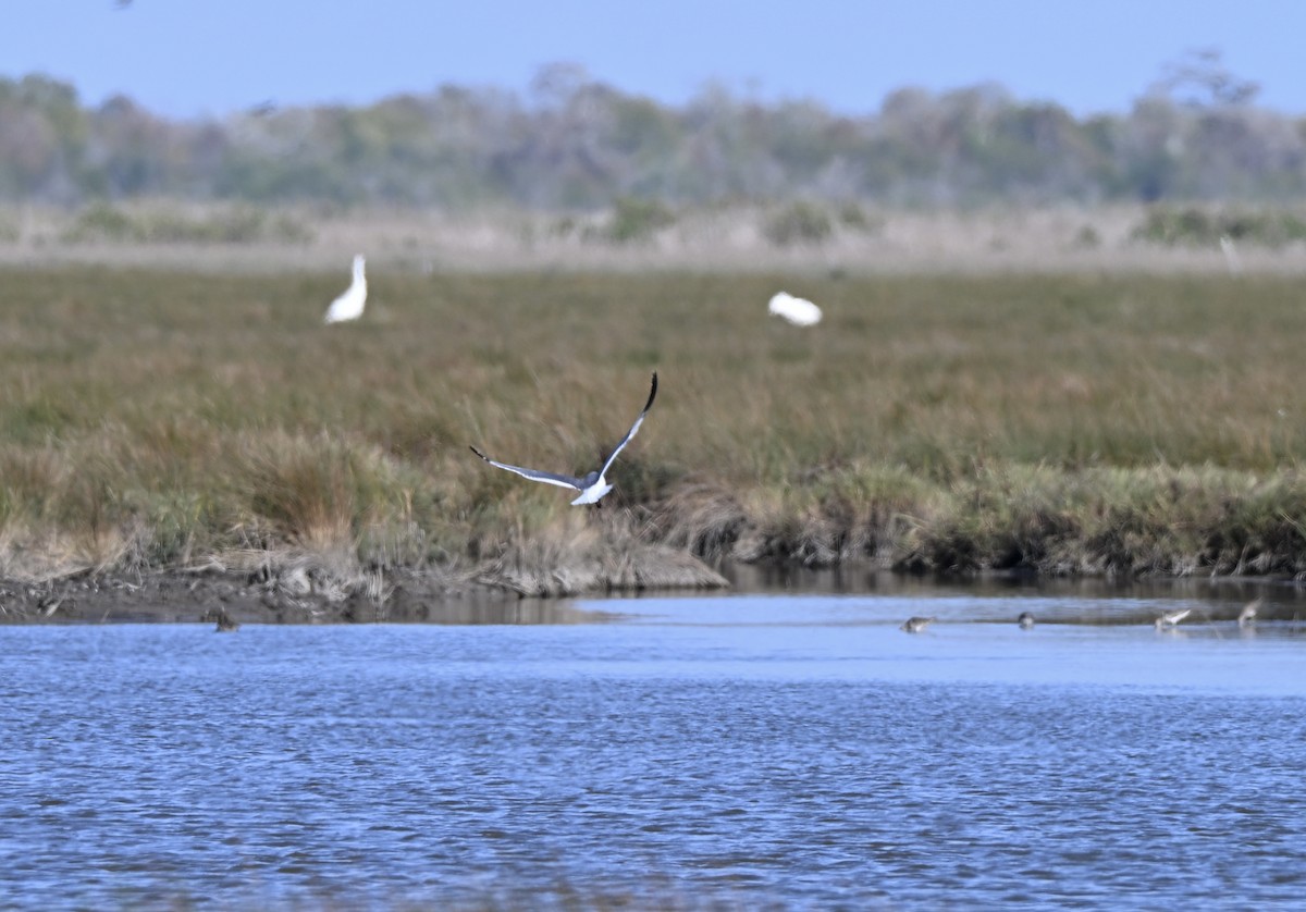 アメリカシロヅル - ML646941644