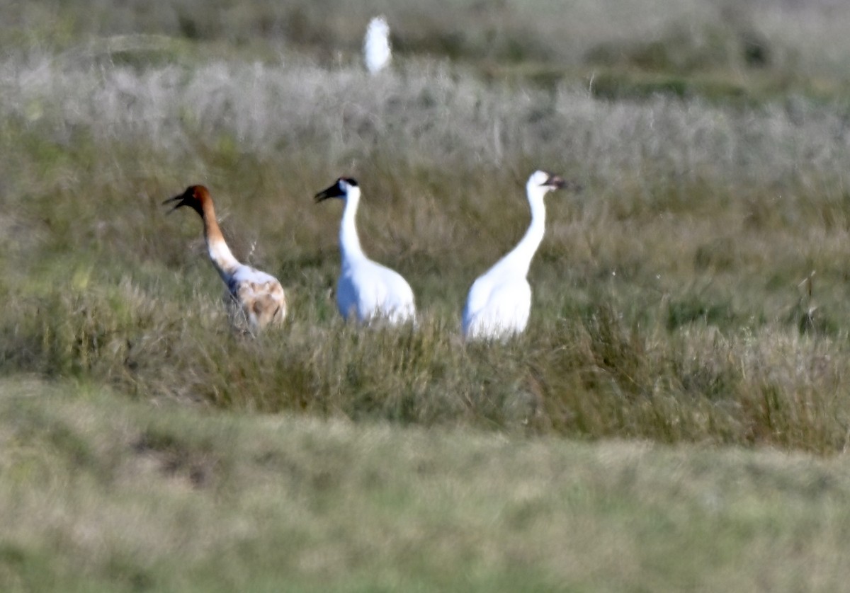 アメリカシロヅル - ML646941645