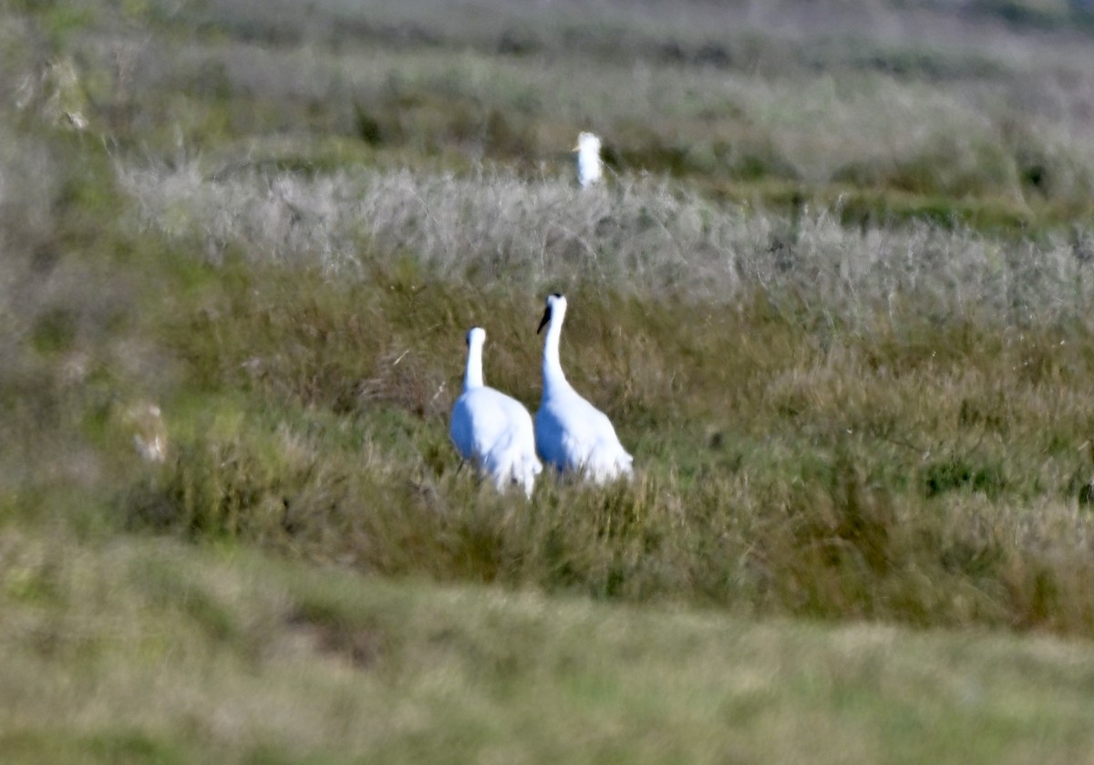 アメリカシロヅル - ML646941646