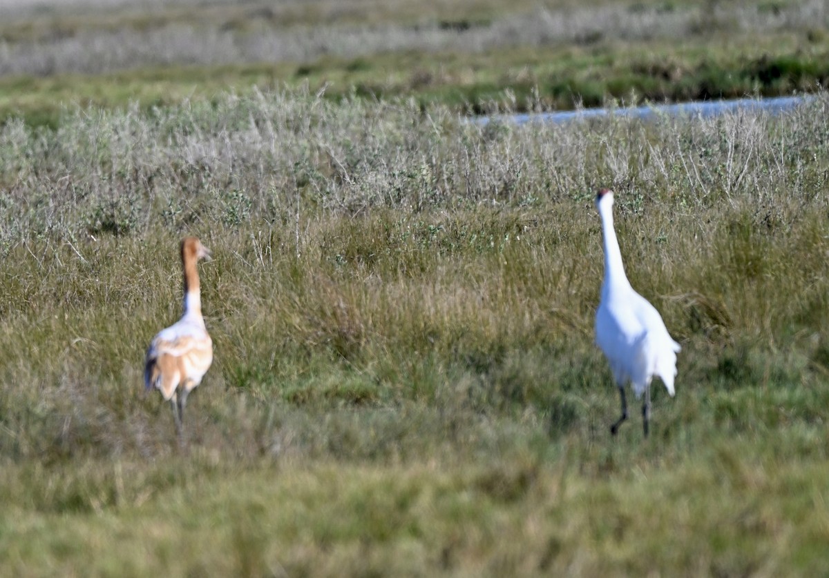 アメリカシロヅル - ML646941647