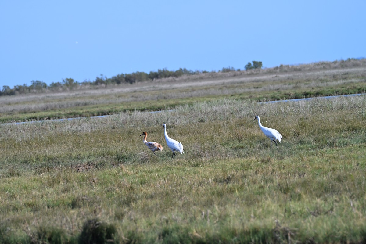 アメリカシロヅル - ML646941648