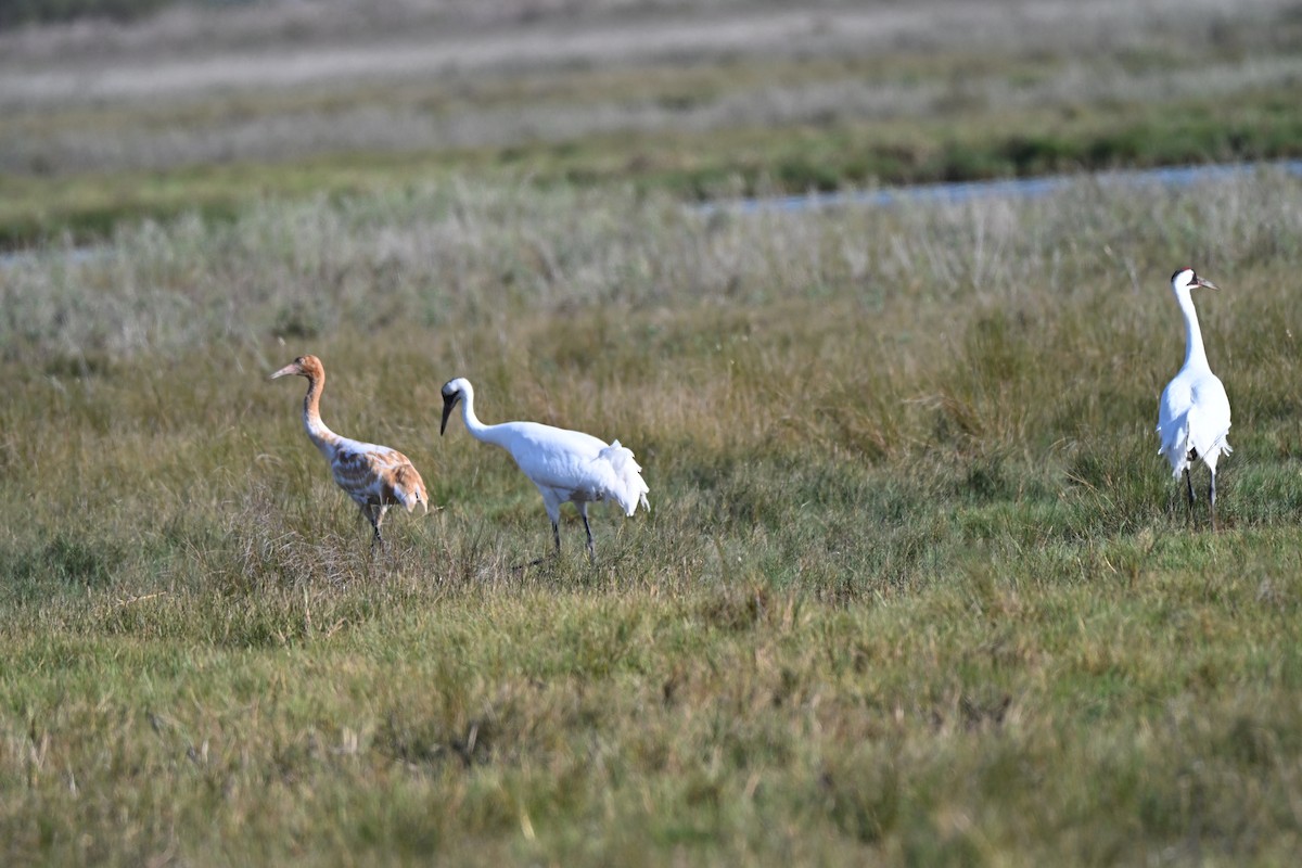 アメリカシロヅル - ML646941649