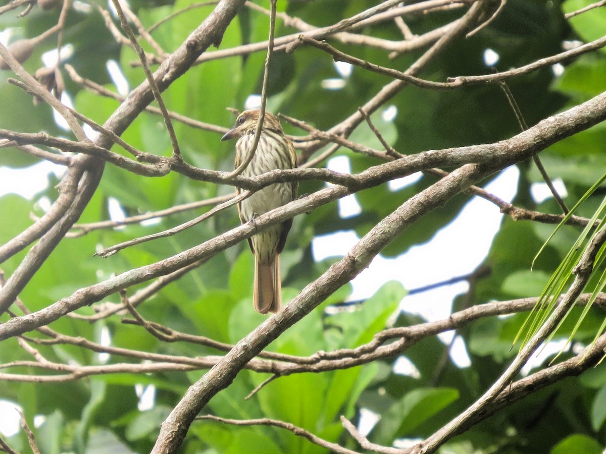 Пёстрый бентеви - ML646941650