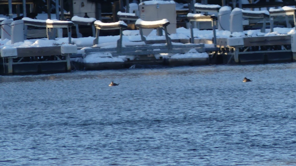 Ruddy Duck - ML646941652