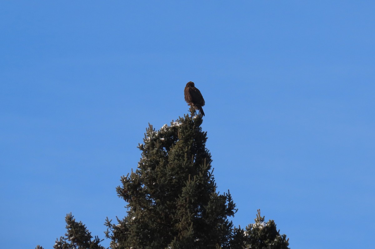 Rough-legged Hawk - ML646941658